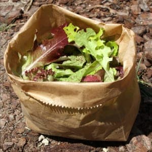 Mesclun - Mélange de jeunes pousses