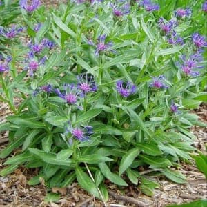 Plant Bleuet des Montagnes 