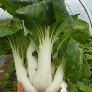 Chou Pak Choï