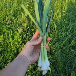 Ail Nouveau