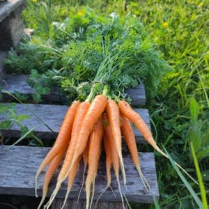 Carottes
