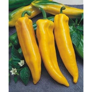 Plant de Poivron "Corne de Taureau Jaune"