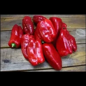 Plant de Poivron "Doux d'Espagne"