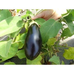 Plant d'Aubergine "Diamond"