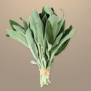 Sauge (botte)