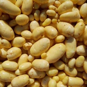 Pomme de terre nouvelles "Margod"