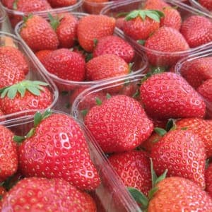 Fraise Charlotte