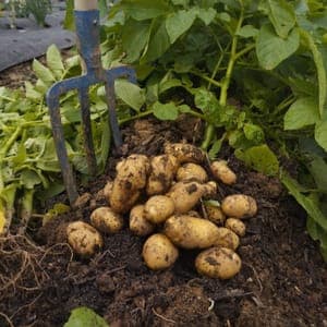 Pommes de terre nouvelles
