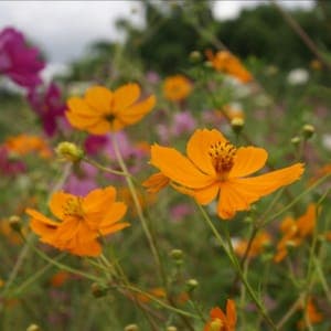 Plant de cosmos sulfureux 