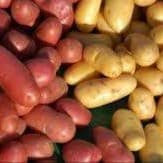Pommes de terre nouvelles  (Aigue Vive)