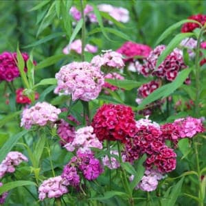 Plant fleur Oeillet du Poète