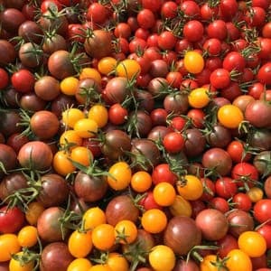 Plant de Tomate Cerise Mix