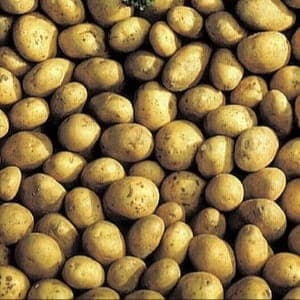 Semences de Pommes de terre variété Nicola. Calibre 35-45