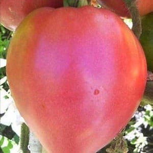 Bardérou plant tomate coeur de boeuf rose