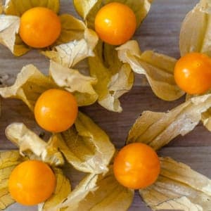 Plant Physalis Cerise de Terre