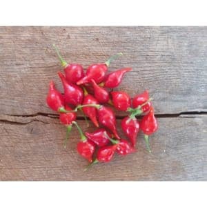 Plant de Piment "Biquinho"