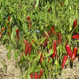 Plant de Piment "Sucette de Provence"
