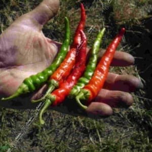 Plant de Piment "de Cayenne"