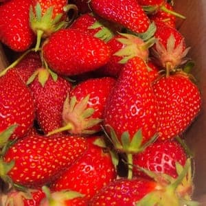 Fraises