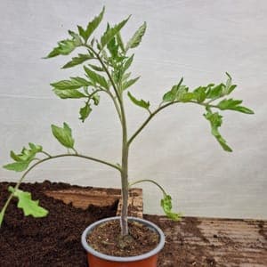 plant de tomate st pierre