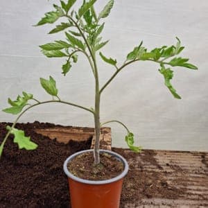plant de tomate noire de crimée