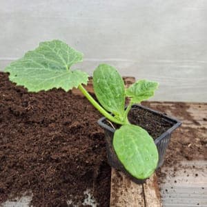 Plant de courgette verte