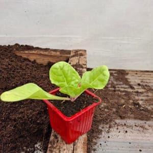 Plant de blette