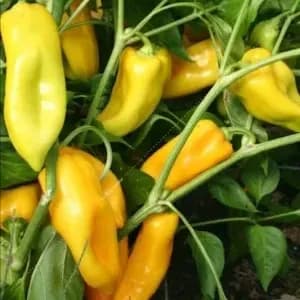 Plant Poivron jaune Oro