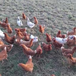 Ferme de Tourenne #1