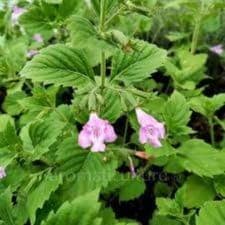 Plants