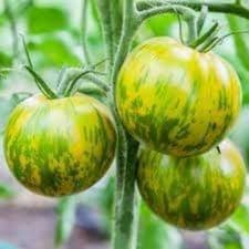 Plants