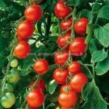 Plants