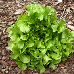 Salade