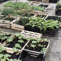 Pépinière jardins de campagne #3
