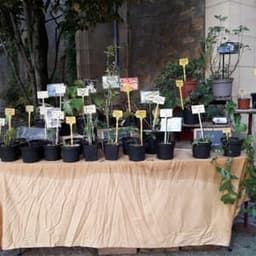 Pépinière jardins de campagne #4