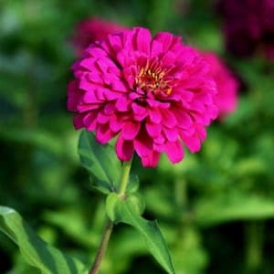 Plant fleur Zinnia Rose