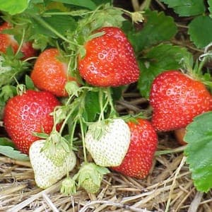Fraise bio 250 gr