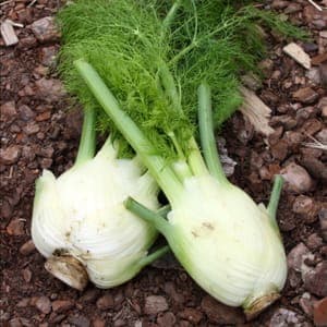 Fenouil