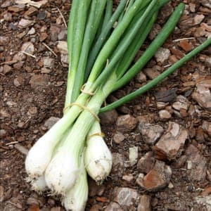 Oignon blanc frais