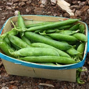 Petit pois