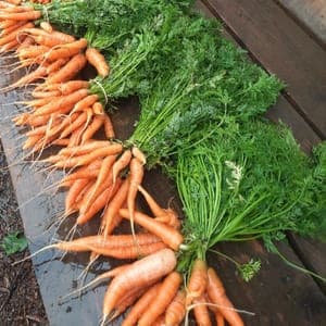 Carottes primeurs botte