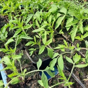 Plants de tomates