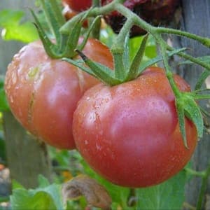 Plants de tomates