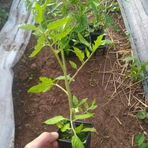 Plants de tomates cerises