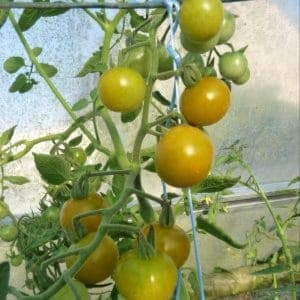 Plants de tomates cerises