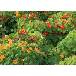 Bardérou Plant Capucine Grimpante