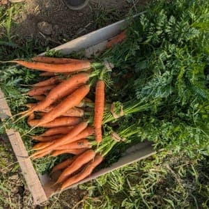 Carottes nouvelles (botte)