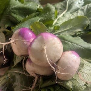 Navets nouveaux (botte)