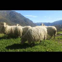 La Ferme du Bergons #0