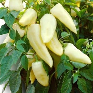 Plants de poivron variété Cecei (jaune puis rouge)